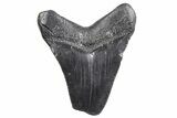 Bargain, Fossil Megalodon Tooth - South Carolina #359006-1